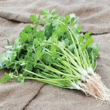 Карибе