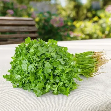 Сармат