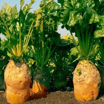 Урсус Поли Бис