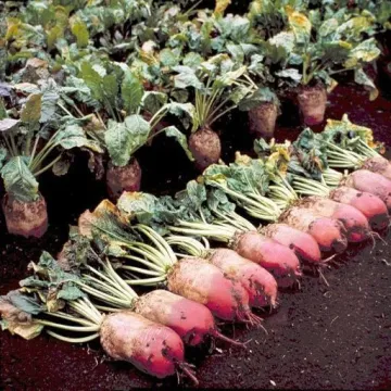 Лео