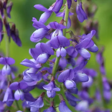 Кривич