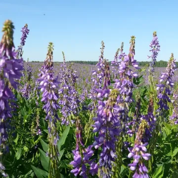 Вест