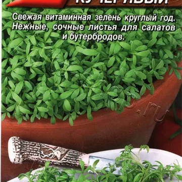 Ванька Кучерявый