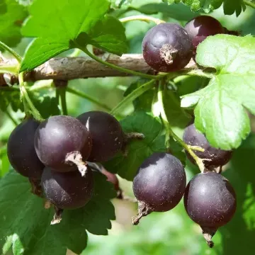 Чёрная капля