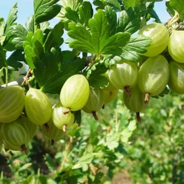 Кубанец