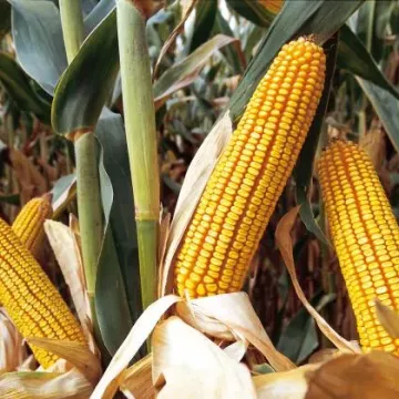 Аалвито