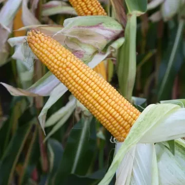 ALENARO