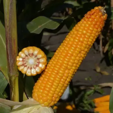 Амавіт