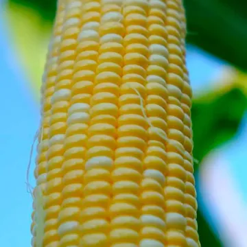 АС 13291