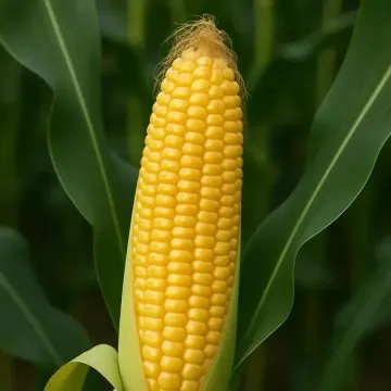 Коксімо