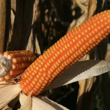 Эден Стар