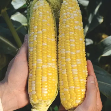 Ф 01