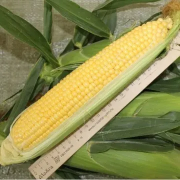 Ф 45
