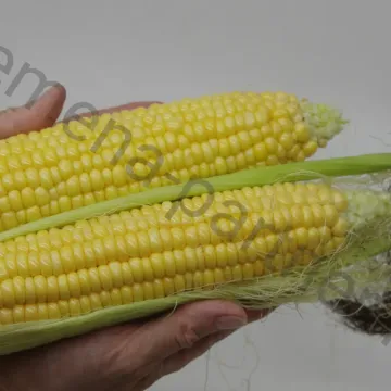 ХА Квинта