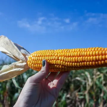 ИАХ 3300 С