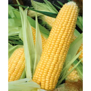 К 500