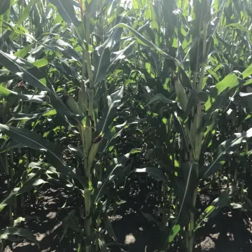 CORN KYVY 504 CM
