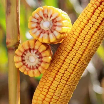КВС Кашмир