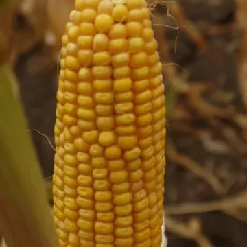 МАШУК 140