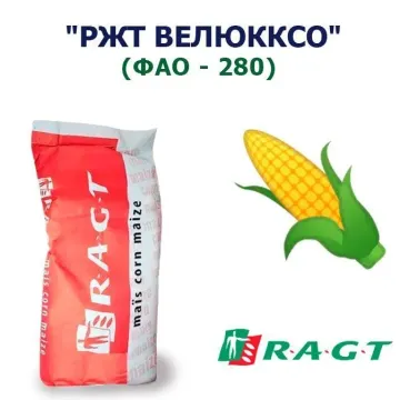РЖТ Велюкксо