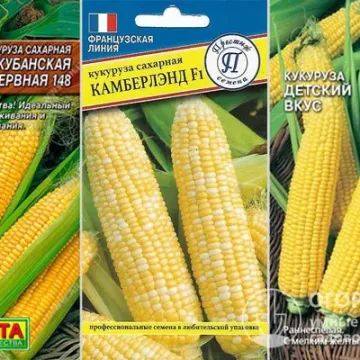 RVL 173