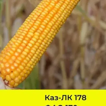 RVL 178 CM