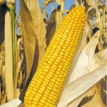 SK 455