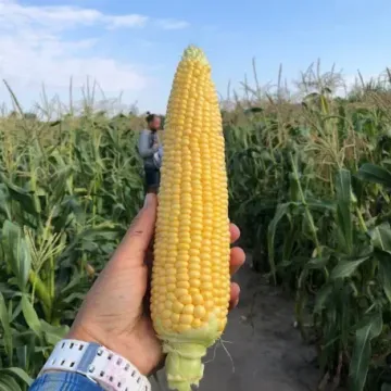 Vityaz MV