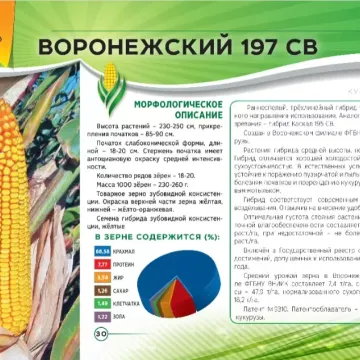 ВОРОНЕЖСКИЙ 197 СВ