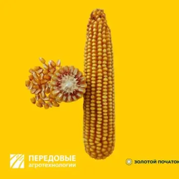 ВОРОНЕЖСКИЙ 220 СВ