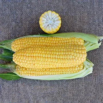 З 1 Ф 0616