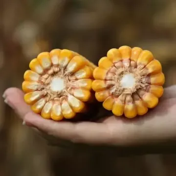 ЗФ 0131
