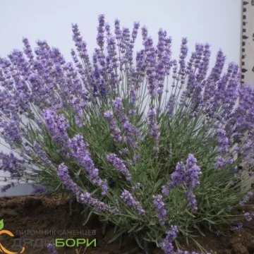 Вдала