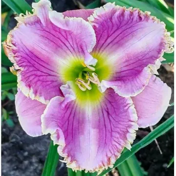 Леля