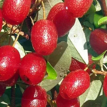 Шикотан
