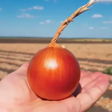 Атаман