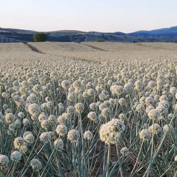 BAY ERSOY
