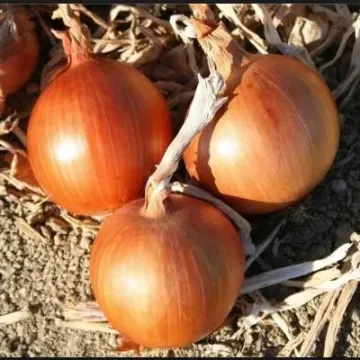 Булат