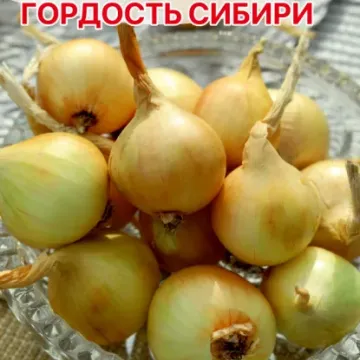 Гордость Сибири
