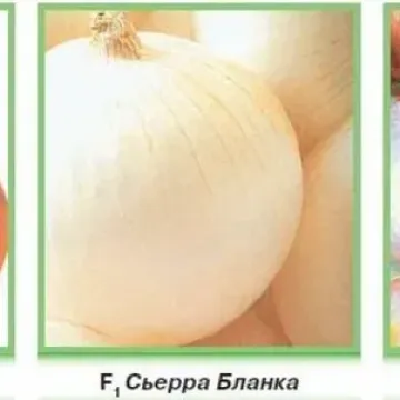 Івашка