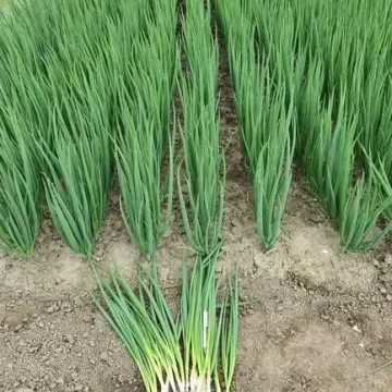 Йода