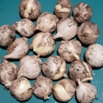 Самсон