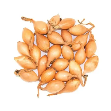 SEMENOVII LEEK