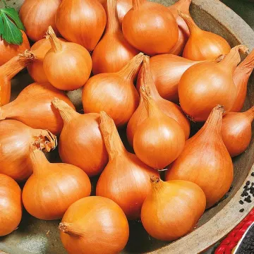 Великоустюгский