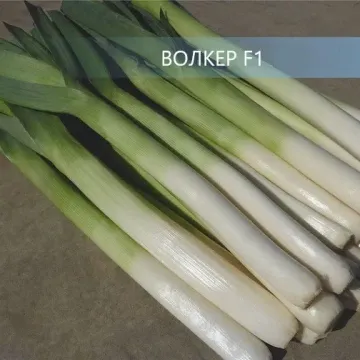 Волкер