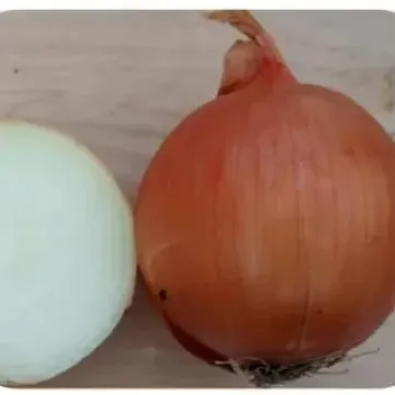 Зевс