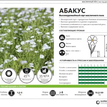Абакус