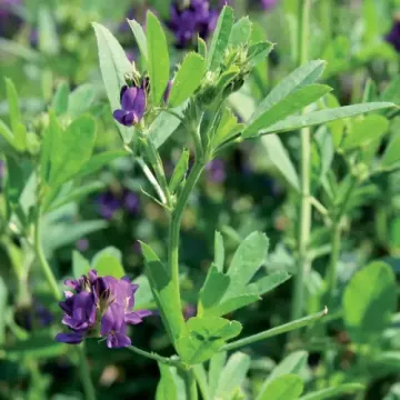 Люзелль