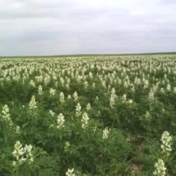 Либидь