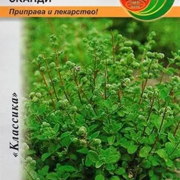 Сканди